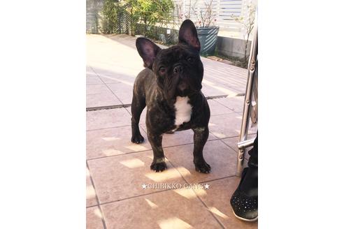 販売中のフレンチブルドッグの親犬